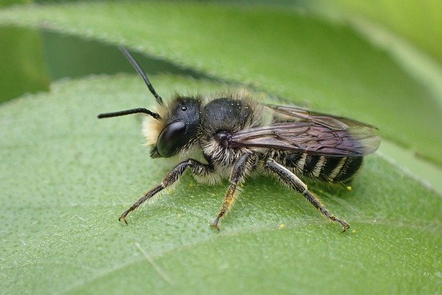 Kostenloser Download Bienenkäfer Wildbienengarten Natur Kostenloses Bild, das mit dem kostenlosen Online-Bildeditor GIMP bearbeitet werden kann