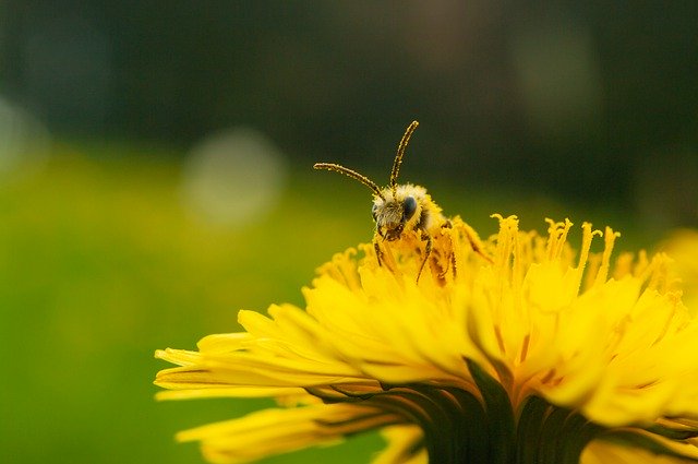 Free download bee flower nature insect macro free picture to be edited with GIMP free online image editor