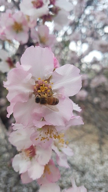 Скачать бесплатно Bee Flower Spring - бесплатное фото или изображение для редактирования с помощью онлайн-редактора изображений GIMP