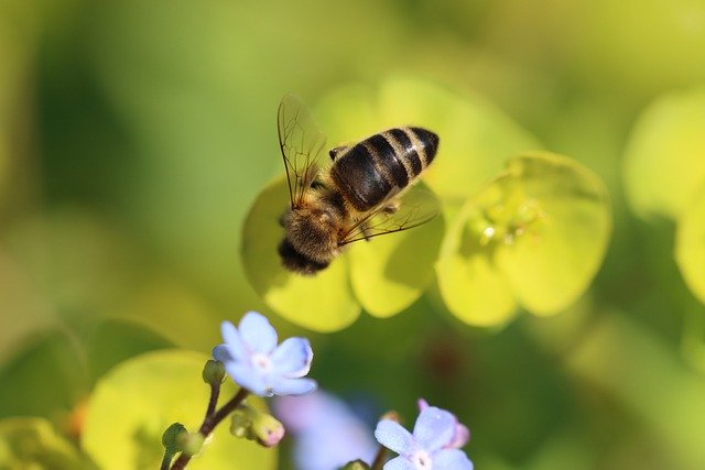 Free download bee forget me not plant nature free picture to be edited with GIMP free online image editor