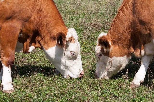 Free download beef young cattle calf opposite free picture to be edited with GIMP free online image editor