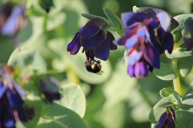 免费下载 Bee Garden Purple - 使用 GIMP 在线图像编辑器编辑的免费照片或图片