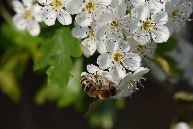 Free download bee hawthorn honey bee pollinate free picture to be edited with GIMP free online image editor