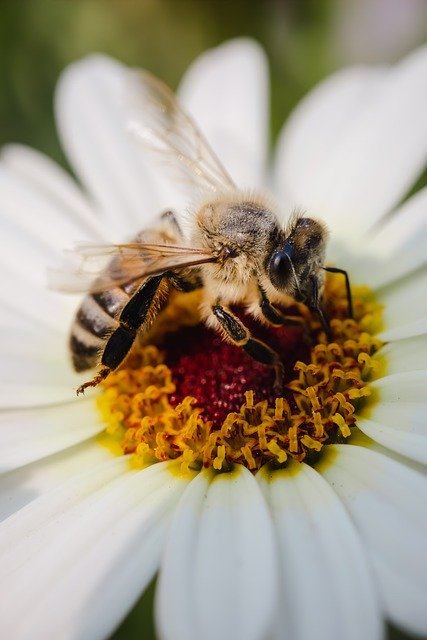 Free download bee insect flowers nature macro free picture to be edited with GIMP free online image editor