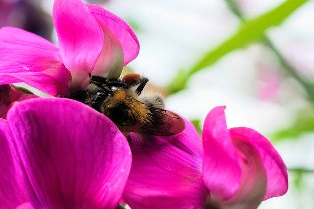 বিনামূল্যে ডাউনলোড করুন Bee Macro Flower - বিনামূল্যে ছবি বা ছবি GIMP অনলাইন ইমেজ এডিটর দিয়ে সম্পাদনা করতে হবে