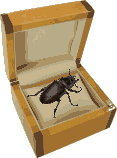 Descărcare gratuită Beetle Box - Grafică vectorială gratuită pe Pixabay ilustrație gratuită pentru a fi editată cu editorul de imagini online gratuit GIMP