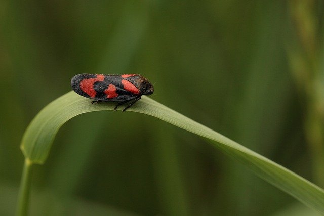 Free download beetle bug insect blade of grass free picture to be edited with GIMP free online image editor