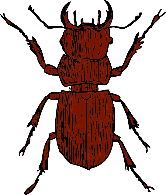 Free download Beetle Bug Insect - Free vector graphic on Pixabay free illustration to be edited with GIMP free online image editor