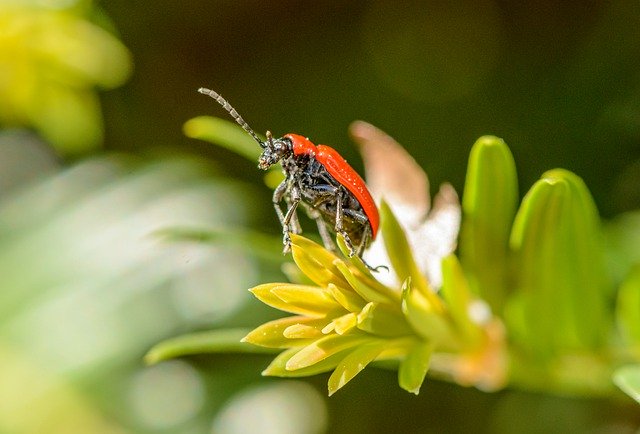 Free download beetle insect leaves macro free picture to be edited with GIMP free online image editor