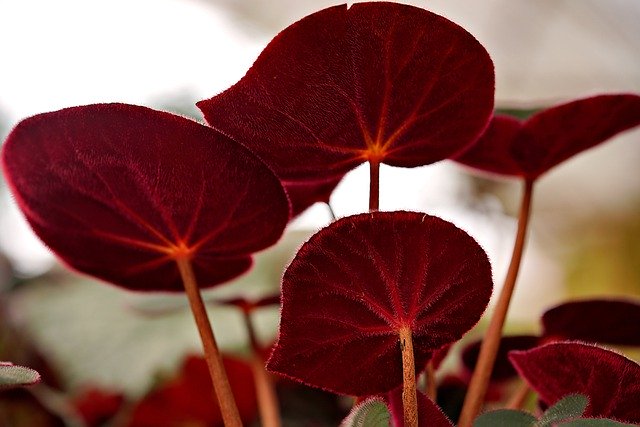 Free download begonia leaves plant flora nature free picture to be edited with GIMP free online image editor