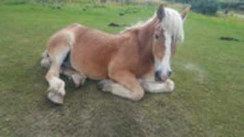 Free download Belgian Draft Horse free photo or picture to be edited with GIMP online image editor