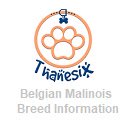 Belgian Malinois Breed Information Thanesix  screen for extension Chrome web store in OffiDocs Chromium