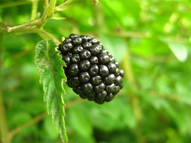 Free download berry fruit ripe blackberry sweet free picture to be edited with GIMP free online image editor