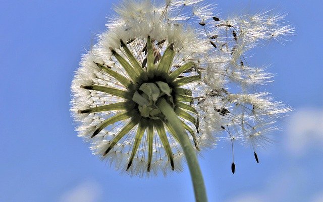 Free download biel nuns flying seeds down wind free picture to be edited with GIMP free online image editor