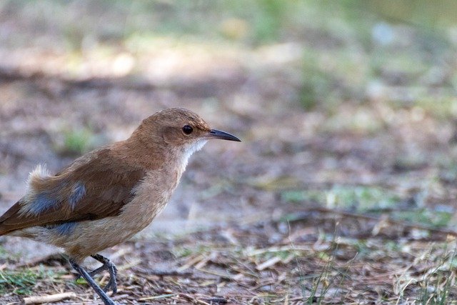 Free download bird baker fauna forest field free picture to be edited with GIMP free online image editor