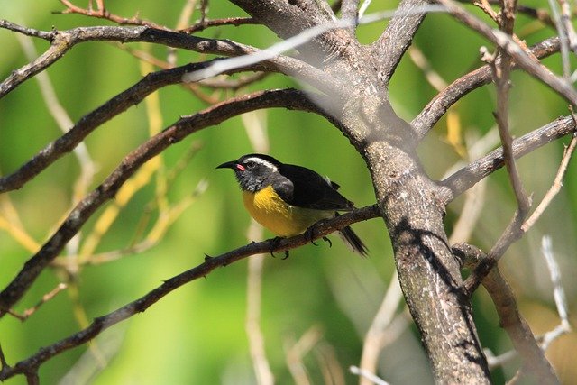 Free download bird beak feathers branch tree free picture to be edited with GIMP free online image editor