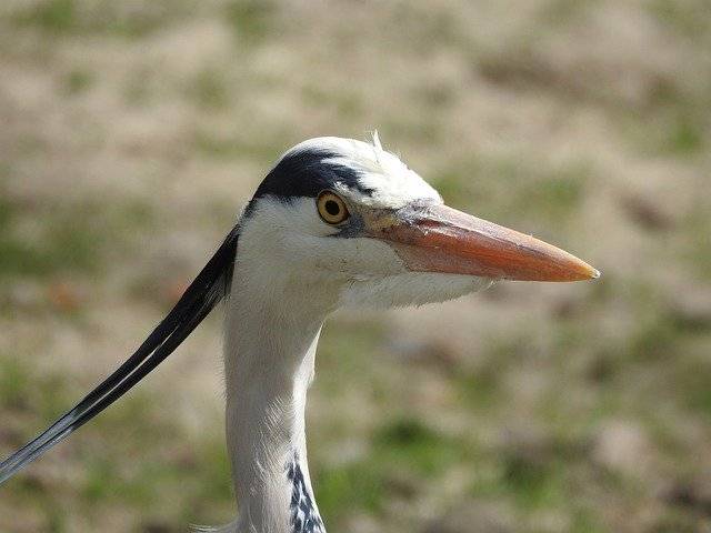 Téléchargement gratuit Bird Beak Nature - photo ou image gratuite à éditer avec l'éditeur d'images en ligne GIMP