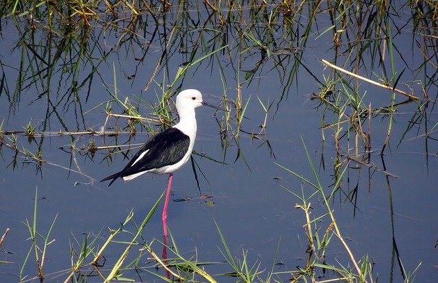 Free download bird black winged stilt common stilt free picture to be edited with GIMP free online image editor