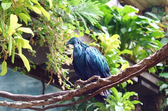 Kostenloser Download Bird Blue Jungle - kostenloses Foto oder Bild zur Bearbeitung mit GIMP Online-Bildbearbeitung