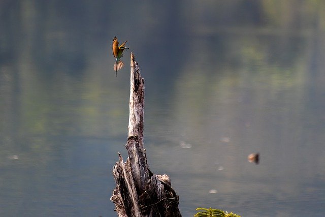 Free download bird blue taile bee eater lake free picture to be edited with GIMP free online image editor