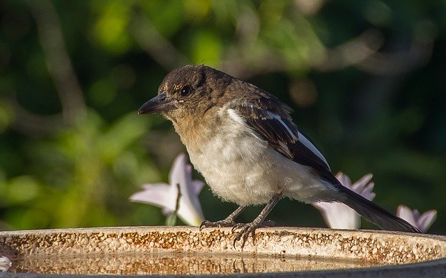 Free download bird butcherbird ornithology free picture to be edited with GIMP free online image editor