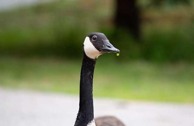 Free download bird canada goose ornithology free picture to be edited with GIMP free online image editor