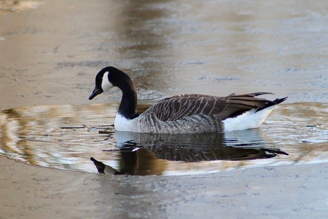 Free download bird canada goose wild goose goose free picture to be edited with GIMP free online image editor