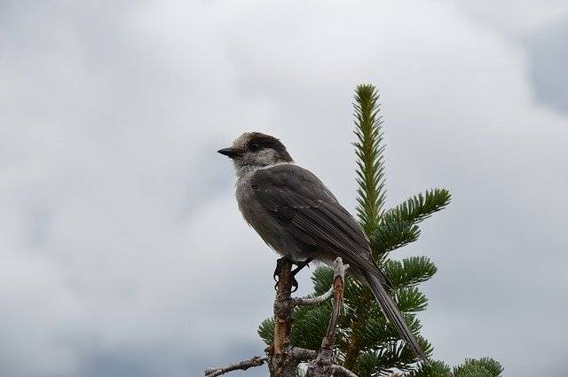 הורדה חינם Bird Canada Nature - תמונה או תמונה בחינם לעריכה עם עורך התמונות המקוון GIMP