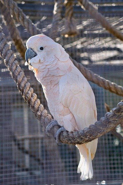 Free download bird cockatoo parrot plumage free picture to be edited with GIMP free online image editor