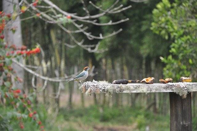 免费下载 Bird Countryside Nature - 可使用 GIMP 在线图像编辑器编辑的免费照片或图片