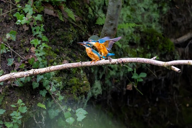 Free download bird couple tree kingfisher feather free picture to be edited with GIMP free online image editor