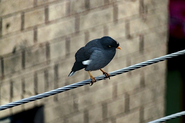 Free download bird crested myna ornithology free picture to be edited with GIMP free online image editor