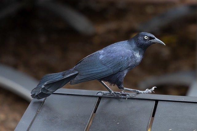 Free download bird crow beak feathers free picture to be edited with GIMP free online image editor