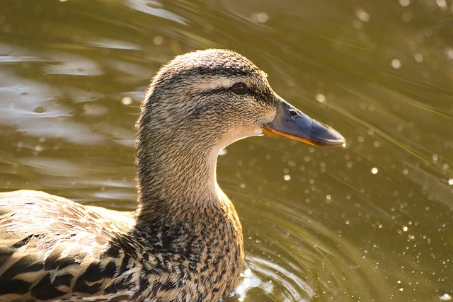 Free download bird duck mallard ornithology free picture to be edited with GIMP free online image editor