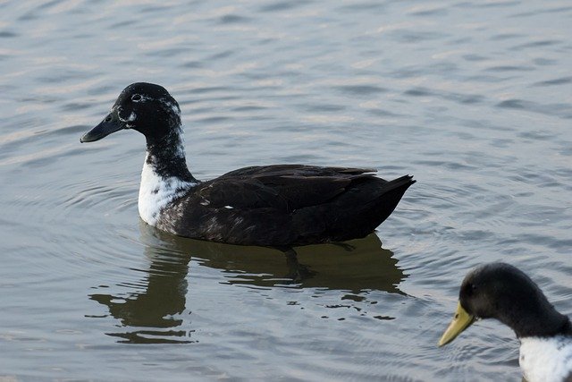 Free download bird ducks swimming lake free picture to be edited with GIMP free online image editor