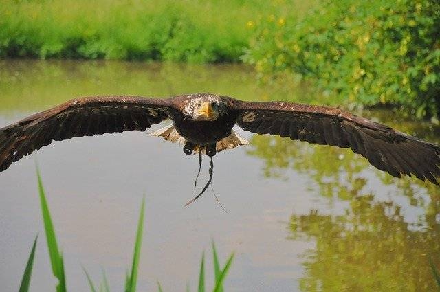 Téléchargement gratuit d'oiseau aigle animal - photo ou image gratuite à éditer avec l'éditeur d'images en ligne GIMP