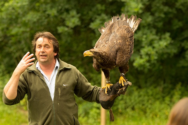 Free download bird eagle raptor show free picture to be edited with GIMP free online image editor