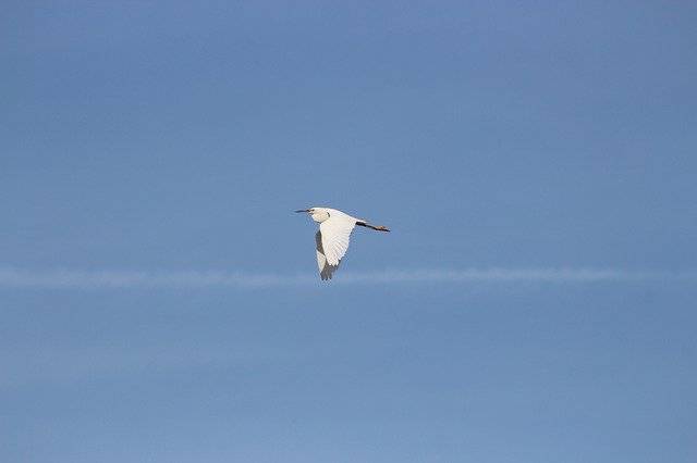 Скачать бесплатно Bird Flight Little Egret - бесплатное фото или изображение для редактирования с помощью онлайн-редактора изображений GIMP