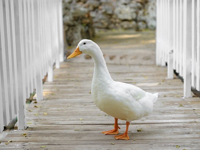 ດາວໂຫລດຮູບນົກ goose duck feather beak ຟຣີເພື່ອແກ້ໄຂດ້ວຍ GIMP ບັນນາທິການຮູບພາບອອນໄລນ໌ຟຣີ