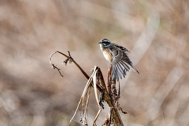 Free download bird grass wings bunting stretch free picture to be edited with GIMP free online image editor