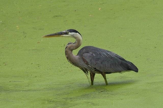 Bird Great Blue Heron Wading In Download grátis - foto grátis ou imagem para ser editada com o editor de imagens online GIMP