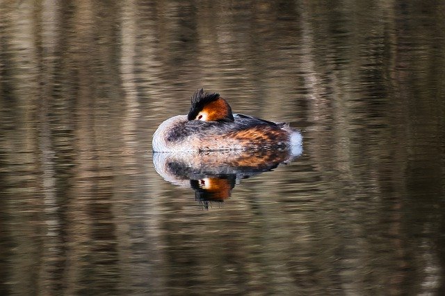 Muat turun percuma gambar percuma burung besar jambul grebe ornitologi untuk diedit dengan editor imej dalam talian percuma GIMP