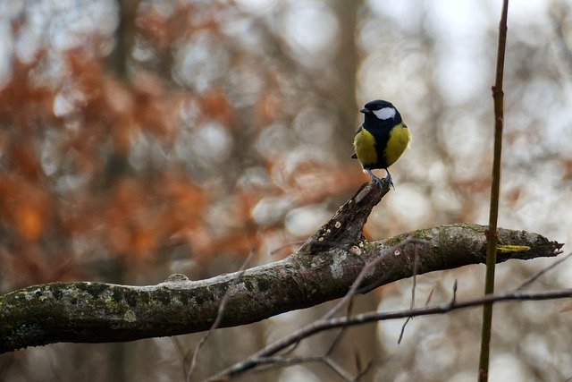 Free download bird great tit tree branch free picture to be edited with GIMP free online image editor