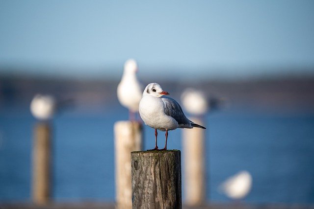 Free download bird gull wings water bird sea free picture to be edited with GIMP free online image editor