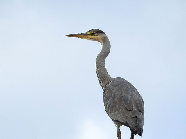 Ücretsiz indir Bird Heron Nature Animal - GIMP çevrimiçi resim düzenleyici ile düzenlenecek ücretsiz fotoğraf veya resim