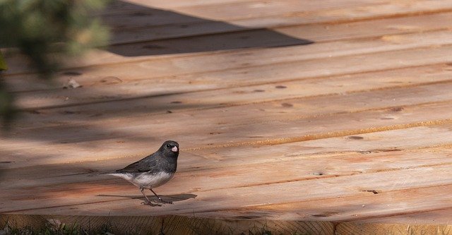 Tải xuống miễn phí Bird Junco Snowbird - ảnh hoặc ảnh miễn phí được chỉnh sửa bằng trình chỉnh sửa ảnh trực tuyến GIMP