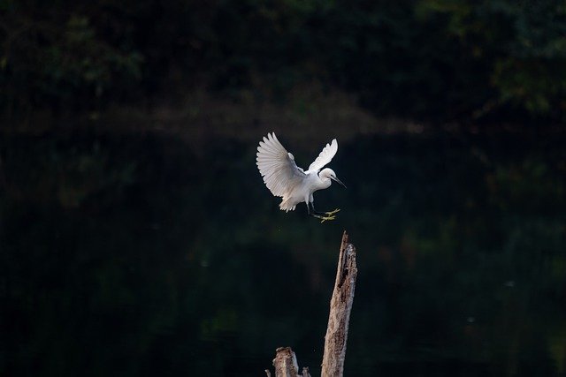 Free download bird little egret egret flying free picture to be edited with GIMP free online image editor