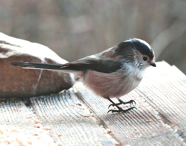 Free download bird long tailed tit beak feathers free picture to be edited with GIMP free online image editor