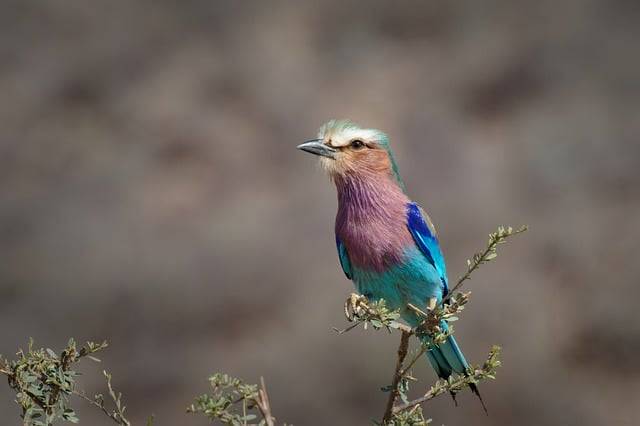 قم بتنزيل صورة مجانية لطيور طويلة الذيل fauna kenya ليتم تحريرها باستخدام محرر الصور المجاني على الإنترنت GIMP