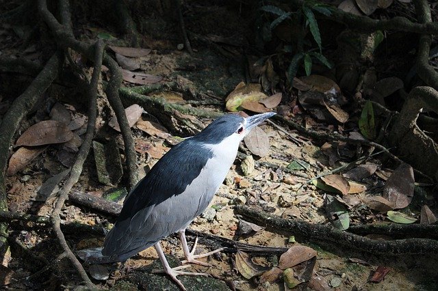 免费下载 Bird Malaysia Nature - 可使用 GIMP 在线图像编辑器编辑的免费照片或图片